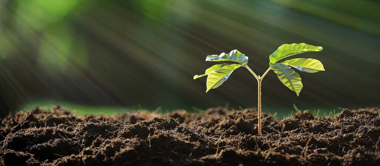 The Green Tapestry of Life A Closer Look at Plants